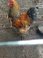 Koppel Brahma groothoen buffcolumbia (haan blauw, hen zwart), Meerdere dieren, Kip