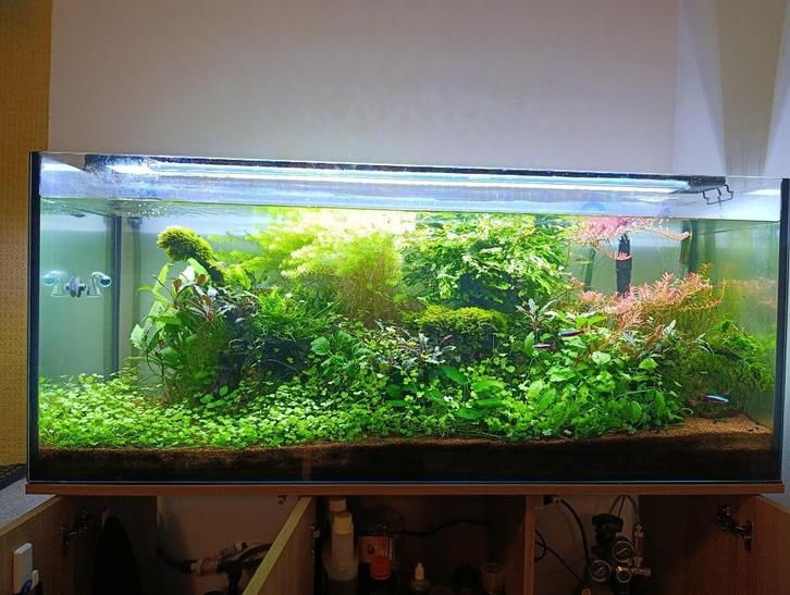 Aquarium, Dieren en Toebehoren, Vissen | Aquaria en Toebehoren, Zo goed als nieuw, Gevuld zoetwateraquarium, Ophalen