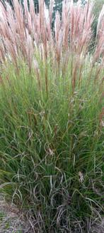 Miscanthus sinensis gracillimus, Ophalen