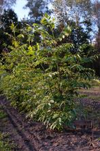Tetradium danielii/ bijenboom meerstammig, 100 à 250 cm, Plein soleil, Autres espèces, Enlèvement