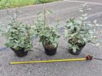 Olijfwilg haagplanten potgekweekt 40-60 cm, Tuin en Terras, Ophalen of Verzenden, Overige soorten, Haag, Minder dan 100 cm