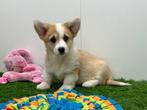 Welsh Corgi pups