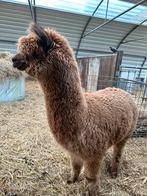 Light Brown alpaca/hengst