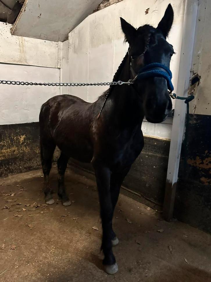 ik zoek een stalling, Dieren en Toebehoren, Pony's, Merrie