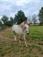 hengst arabier, Dieren en Toebehoren, Minder dan 160 cm, Gechipt, 0 tot 2 jaar, Hengst