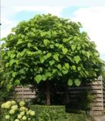 Catalpa-bignonioiden Nana, Tuin en Terras, Planten | Bomen, Ophalen