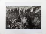 Larry Towell (1953 - 1995) koeien en baby, MAGNUM PHOTO 1994, Antiek en Kunst, Verzenden