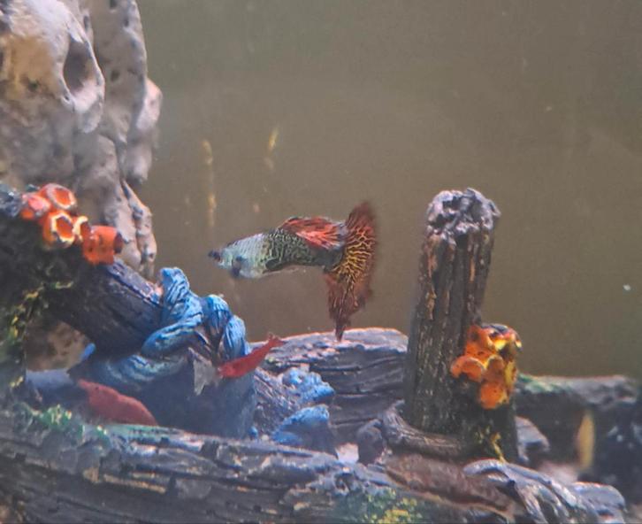 Rasechte Silverado Dragon Guppy’s, Dieren en Toebehoren, Vissen | Aquariumvissen