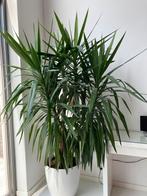 Yucca plant (zonder pot), Maison & Meubles, Plantes d'intérieur, Plante verte, 200 cm ou plus, Yucca, Enlèvement