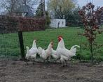 Broedeieren Poule de Bresse, Dieren en Toebehoren, Pluimvee, Kip, Geslacht onbekend