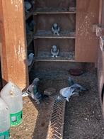 Takla duiven, Dieren en Toebehoren, Vrouwelijk, Tuimelaar of Roller