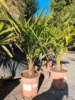 Palmboom Trachycarpus Fortunei - winterharde palmboom, Ophalen, Halfschaduw, Palmboom