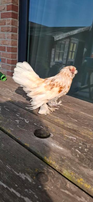 Ukkelse baardkriel haan beschikbaar voor biedingen