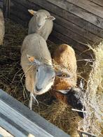 Lammeren en meerjarige ooi te koop, Dieren en Toebehoren