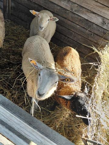 Lammeren en meerjarige ooi te koop beschikbaar voor biedingen