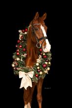 Lieve knappe D pony, Dieren en Toebehoren, Met stamboom, Z, Ruin, Dressuurpony