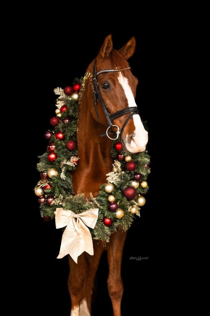 Lieve knappe D pony, Dieren en Toebehoren, Pony's, Ruin, Z, D pony (1.37m tot 1.48m), Dressuurpony, 11 jaar of ouder, Met stamboom