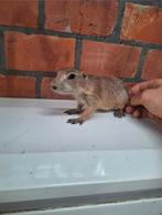 Trio jonge prairiehondjes, Dieren en Toebehoren, Maart, Overige typen, Tam