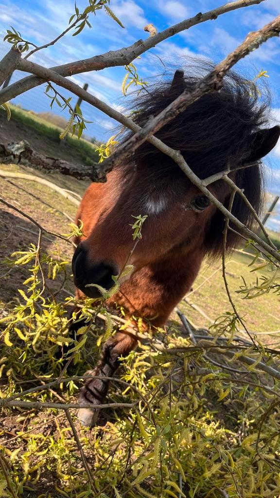5-jarige (gekeurde) Shetland-merrie, Dieren en Toebehoren, Pony's, Merrie, Niet van toepassing, A pony (tot 1.17m), Recreatiepony