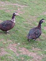 Barberie eenden 10 euro per stuk, Dieren en Toebehoren
