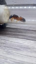 Stichting Camponotus Sanctus, Ophalen of Verzenden