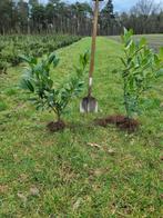 Prunus laurocerasus Caucasica 60/80 cm. Laurier, Ophalen, Laurier, Haag, Minder dan 100 cm