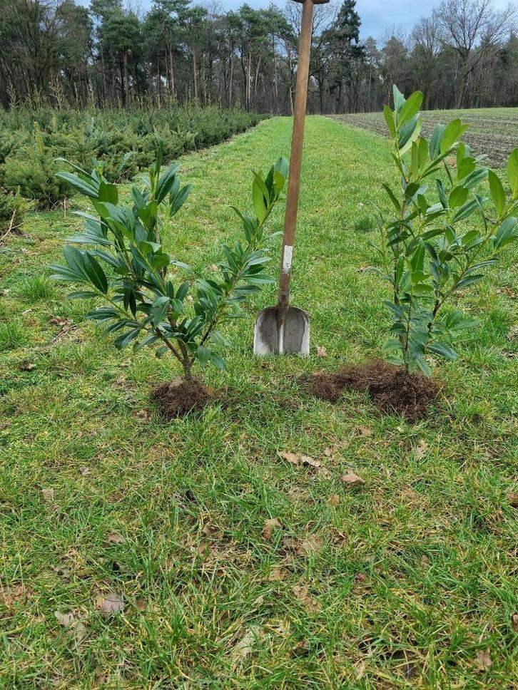 Prunus laurocerasus Caucasica 60/80 cm. Laurier, Tuin en Terras, Planten | Struiken en Hagen, Haag, Laurier, Minder dan 100 cm