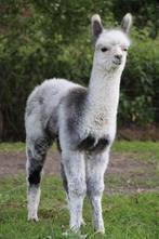Mooie kwaliteitsvolle alpaca’s – # kleuren/leeftijden, Dieren en Toebehoren, Mei, Meerdere dieren