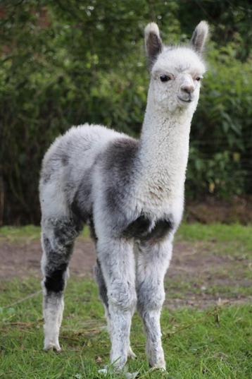 Mooie kwaliteitsvolle alpaca’s – # kleuren/leeftijden beschikbaar voor biedingen