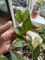 Hoya polyneura outer variegata, Ophalen of Verzenden