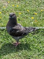 King duif te koop!, Dieren en Toebehoren