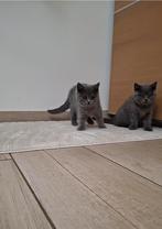Britse korthaar kittens, Plusieurs animaux, Vermifugé, 0 à 2 ans