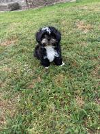 Shih tzu, Dieren en Toebehoren, Honden | Chihuahua's en Gezelschapshonden, België, CDV (hondenziekte), 8 tot 15 weken, Eén hond