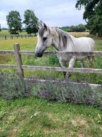 Raspaard met stamboom te koop, Diensten en Vakmensen