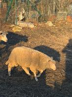 Mouton male de 6 mois, Mâle, Mouton, 0 à 2 ans