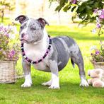 American Bully pup ( laatste prachtige teefje ), België, 8 tot 15 weken, Meerdere, Fokker | Professioneel