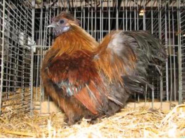 Gezocht : jonge goudpatrijs Zijdehoender haan, Dieren en Toebehoren, Pluimvee, Kip, Mannelijk