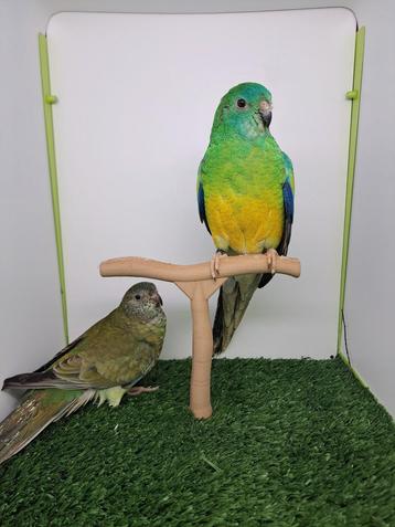 Kweekkoppel roodruggen, roodrugparkieten, roodrugparkiet, Plusieurs animaux, Perruche