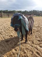 AMHA mini paardje, 4-jarige ruin, Dieren en Toebehoren, Paarden, Minder dan 160 cm, Ruin, Gechipt, 3 tot 6 jaar