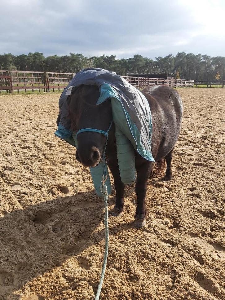 AMHA mini paardje, 4-jarige ruin, Dieren en Toebehoren, Paarden, Ruin, Onbeleerd, Minder dan 160 cm, 3 tot 6 jaar, Met stamboom
