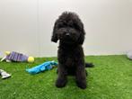 Dwergpoedel pups, Poedel, België, 8 tot 15 weken, CDV (hondenziekte)
