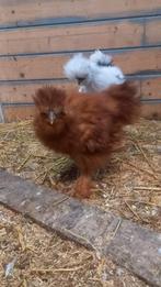 Zijdehoen haan, Dieren en Toebehoren