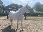 Elegante Lipizzaner ruin met ervaring in dressuur, Dieren en Toebehoren, Paarden, Ruin, 11 jaar of ouder