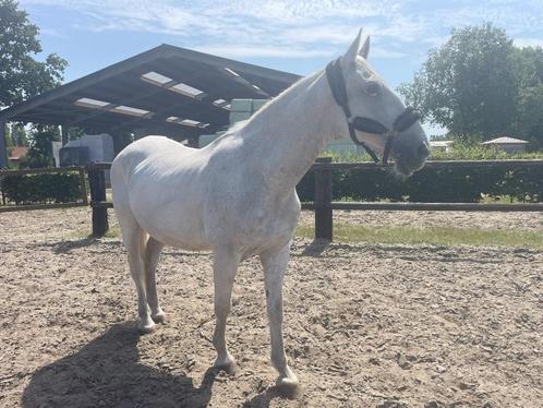 Elegante Lipizzaner ruin met ervaring in dressuur, Dieren en Toebehoren, Paarden, Ruin, 11 jaar of ouder