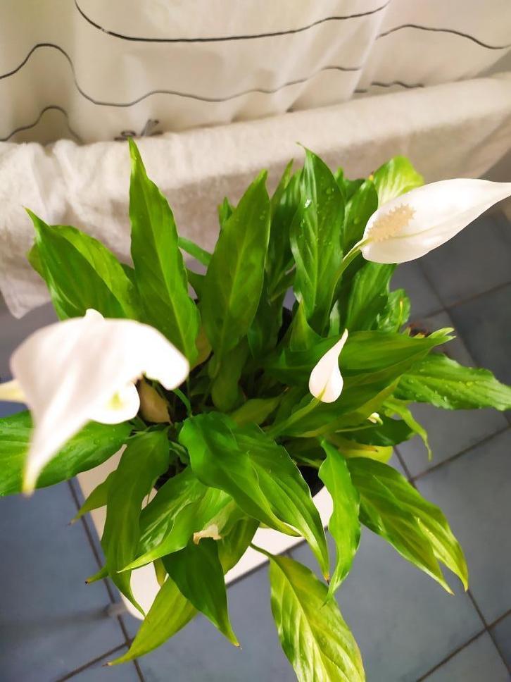 Spathiphyllum, Huis en Inrichting, Kamerplanten, Overige soorten, Minder dan 100 cm, Bloeiende kamerplant, Halfschaduw, In pot