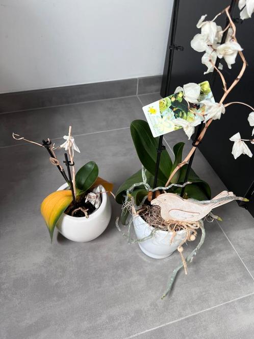 GRATIS, Tuin en Terras, Bloempotten, Ophalen