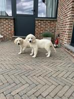 Golden retriever pups, Animaux & Accessoires, Chiens | Retrievers, Épagneuls & Chiens d'eau, Plusieurs, Belgique, 8 à 15 semaines