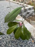 Hoya pakket, Ophalen of Verzenden