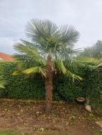winterharde palmboom trachycarpus fortunei 3,5m, Tuin en Terras, Planten | Bomen, Ophalen, Palmboom