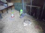 Cochin groothoender hanen, Dieren en Toebehoren, Pluimvee, Mannelijk, Kip